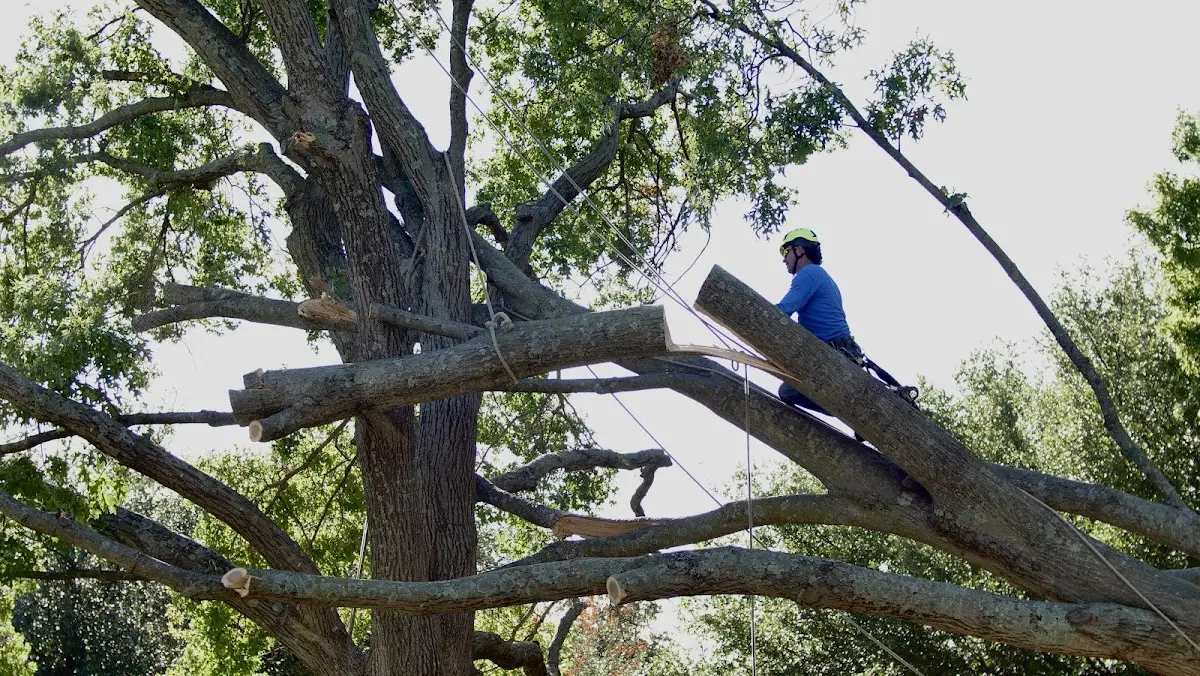 Professional Crown Thinning performed by certified arborists in Broadway