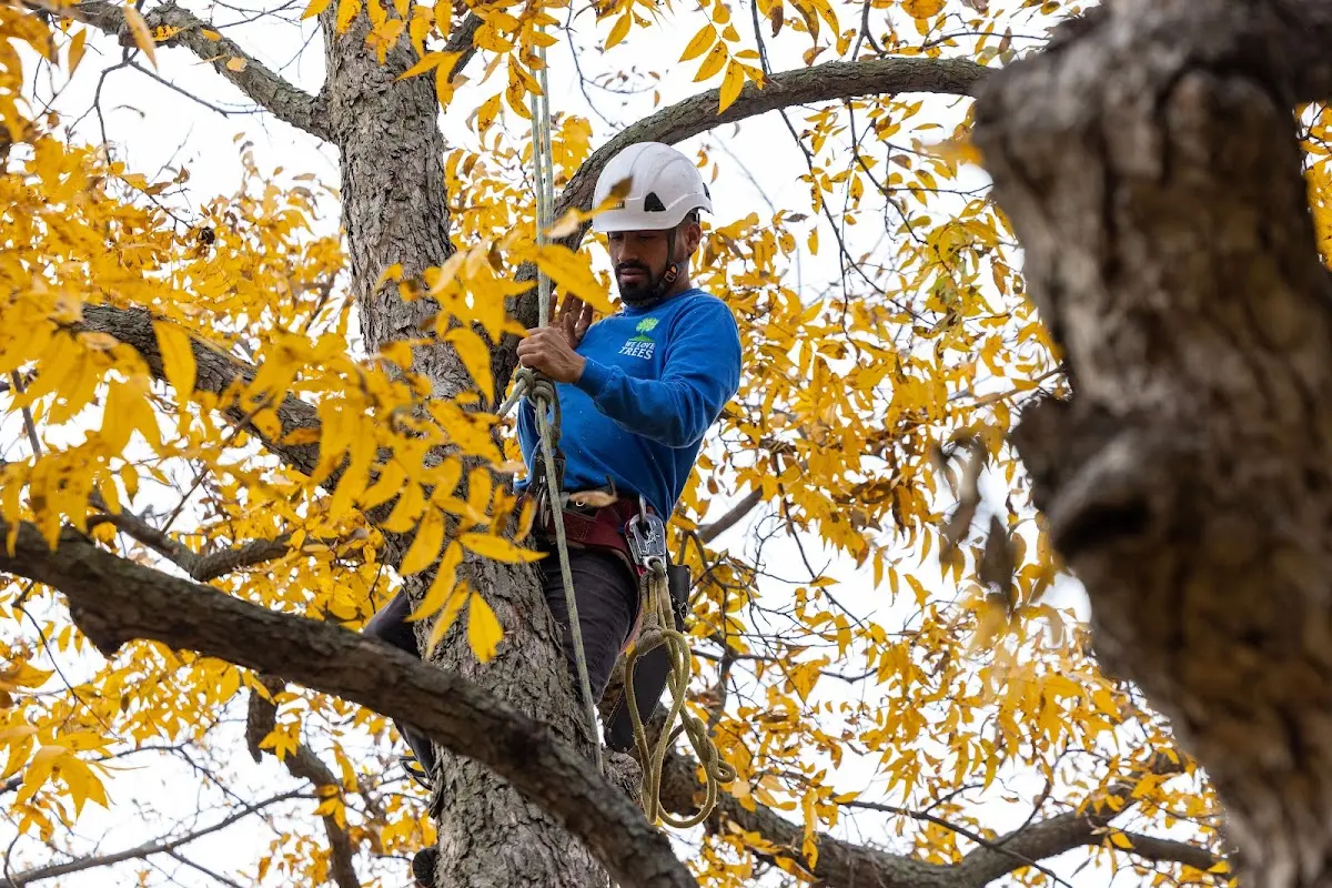 Skilled Storm Damage Cleanup crew working in Broadway
